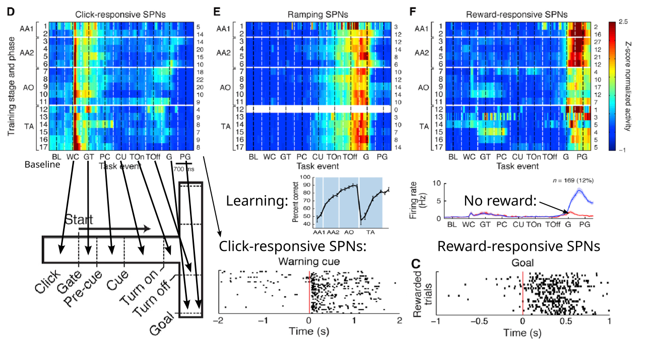 Activity of neurons in the ventromedial striatum (VMS) of the rat, recorded in a simple cued T-maze task, over the full course of acquisition and re-acquisition with a different cue modality (AA1 = initial auditory cue acquisition, with AA2 and AO showing further training, followed by TA = tactile cue). VMS neurons consistently fire right at the start, and at the end, but not at the critical decision point where the rat senses the cue and decides to go into the right or left arm. This is consistent with the gating of an overarching goal / plan at the start, which is then updated with the actual outcome at the end. The top figures show z-scored data over the population of neurons, while lower panels show actual firing rates and raster plots of individual trials, recording individual neural spiking for the click-responsive neurons and the reward responsive neurons. Activity is generally very sparse, and clearly strongly driven by the warning cue and reward onset, respectively. Figure adapted from Atallah et al., 2014.
