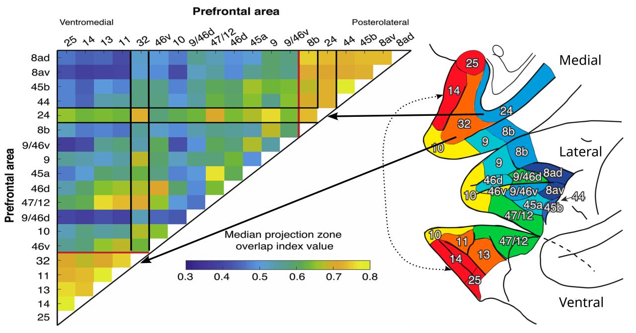 Similarity of patterns of MD thalamic connectivity with prefrontal cortex (PFC) in the macaque (which typically also reflects direct interconnectivity strength), which clearly delineates the premotor, dlPFC & vlPFC, and the goal-driven areas. Red and orange areas are ventral and medial PFC goal-driven areas (i.e, the core of the Rubicon model), including OFC (13, 14, 11; specific outcomes), IL (25; abstract outcomes), and PL (32; integrated reward-cost utility: note broader interconnectivity, especially with 24, 25 and 9); Yellow (10) is polar frontal cortex, unique to primates, important for episodic memory and outer loops of processing; Green (47,12) is vlPFC (ventrolateral) for control over the temporal lobe (language, objects etc); Cyan (9, 46d, 45a) is dlPFC (dorsolateral) for control over parietal lobe for spatial and temporal organization of action (broad plans); Blue (8) is FEF (frontal eye fields) which has similar connectivity to PM (premotor), SMA (supplementary motor area) and primary motor cortex (M1). Area 24 is ACC (anterior cingulate cortex) which represents the value (mostly costs) of actions, and has very broad interconnectivity with motor areas, but also goal areas, especially 32 (PL). Adapted from Phillips et al., 2019.