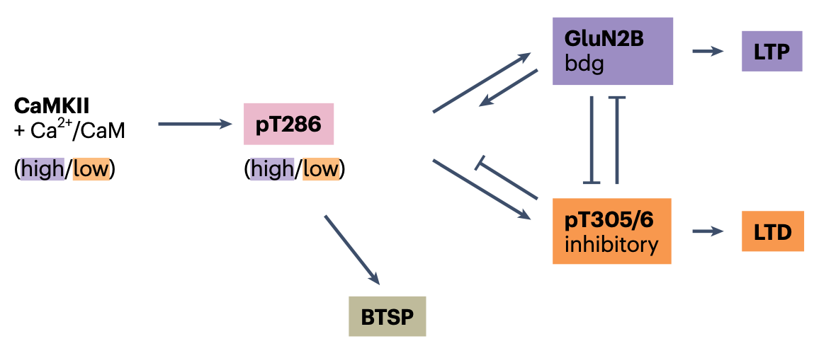 Interactions between the GluN2B binding and phosphorylation of site Thr305/306 of CaMKII in driving the induction of either LTP or LTD, according to the structural model of Bayer & Giese (2025). When Thr305/306 is activated, binding to GluN2B is inhibited. This operates in addition to, and in cooperation with, the DAPK1 competition for the GluN2B binding site shown in the previous figure. Reproduced from Bayer & Giese (2025).