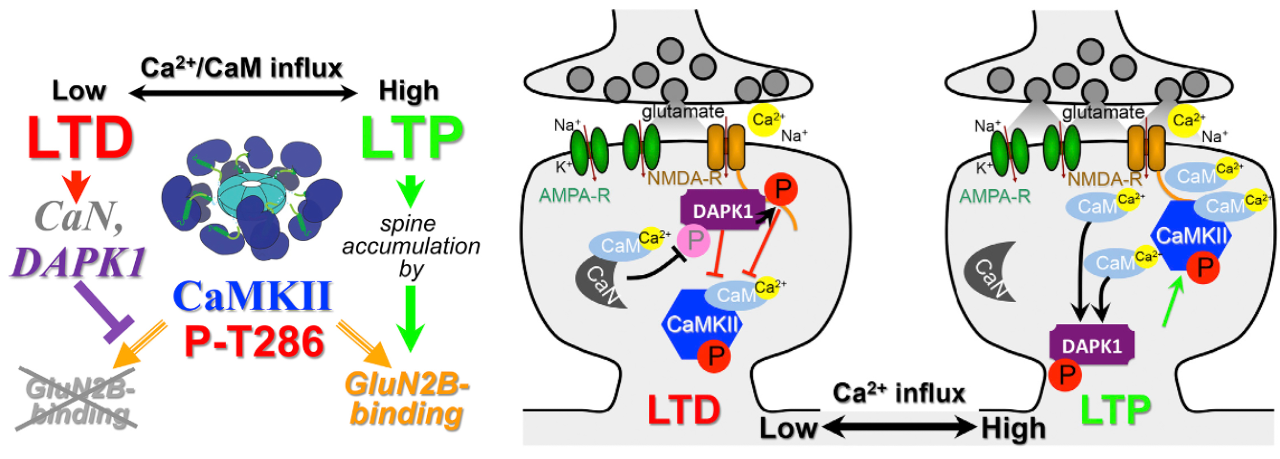 Competition between DAPK1 and CaMKII for binding to the GluN2B binding location on NMDA receptors determines the direction of synaptic plasticity between LTP and LTD, based on the results from Goodell et al. (2017). Consistent with the initial stages of the standard model discussed above, the phosphatase Calcineurin (CaN) is preferentially activated by lower levels of Ca++ entry. In this new picture, it then dephosphorylates one site on DAPK1 (S308), which then disinhibits CaM binding at another site (S1303), which in turn promotes binding of DAPK1 to the GluN2B location on NMDA receptors at Thr286. This competitive GluN2B binding prevents CaMKII from binding, and leads to LTD. However, higher levels of Ca++ influx enable CaMKII to win this competition and leads to LTP via GluN2B binding.