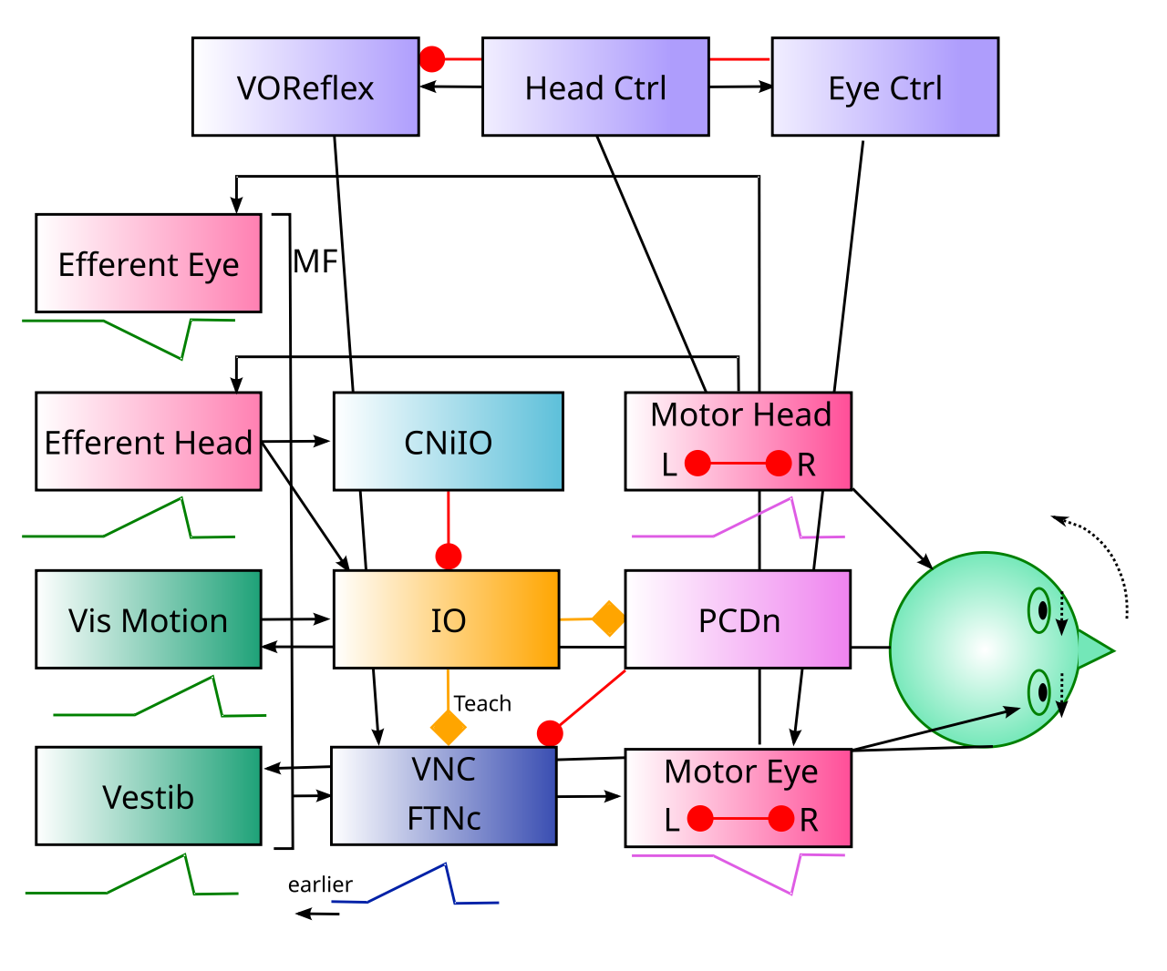 Central elements of VOR gain modulation in the cerebellum. The violet colored boxes at the top reflect brainstem control areas where descending cortical and basal ganglia motor inputs drive coordinated motor behavior. The Head Ctrl area drives neck rotation, but also by default provides inputs into the VOReflex motor reflex area that modulates the VOR compensatory eye movement circuitry (as shown in prior figure). The Eye Ctrl area supports direct saccadic control over eye position, which automatically suppresses the VOR, by inhibiting the VOReflex. The CNiIO (predictive inhibition) and visual motion (specific sensory input) drive error spiking in the associated IO neurons, which then drive learning in the FTNc (flocculous target neurons, contralateral) in the VNC (vestibular nuclear complex), which are the functional equivalent of the cerebellar nucleus (CNeDn) neurons. Floccular Purkinje neurons (PCDn) also learn (LTD, downbound) from the IO and thus disinhibit these FTNc neurons.