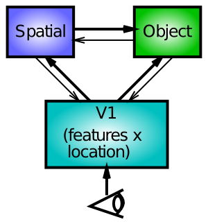 Interacting spatial and object recognition pathways can explain Posner spatial attention effects in terms of spatial influences on early object recognition processing, in addition to top-down influence on V1 representations.