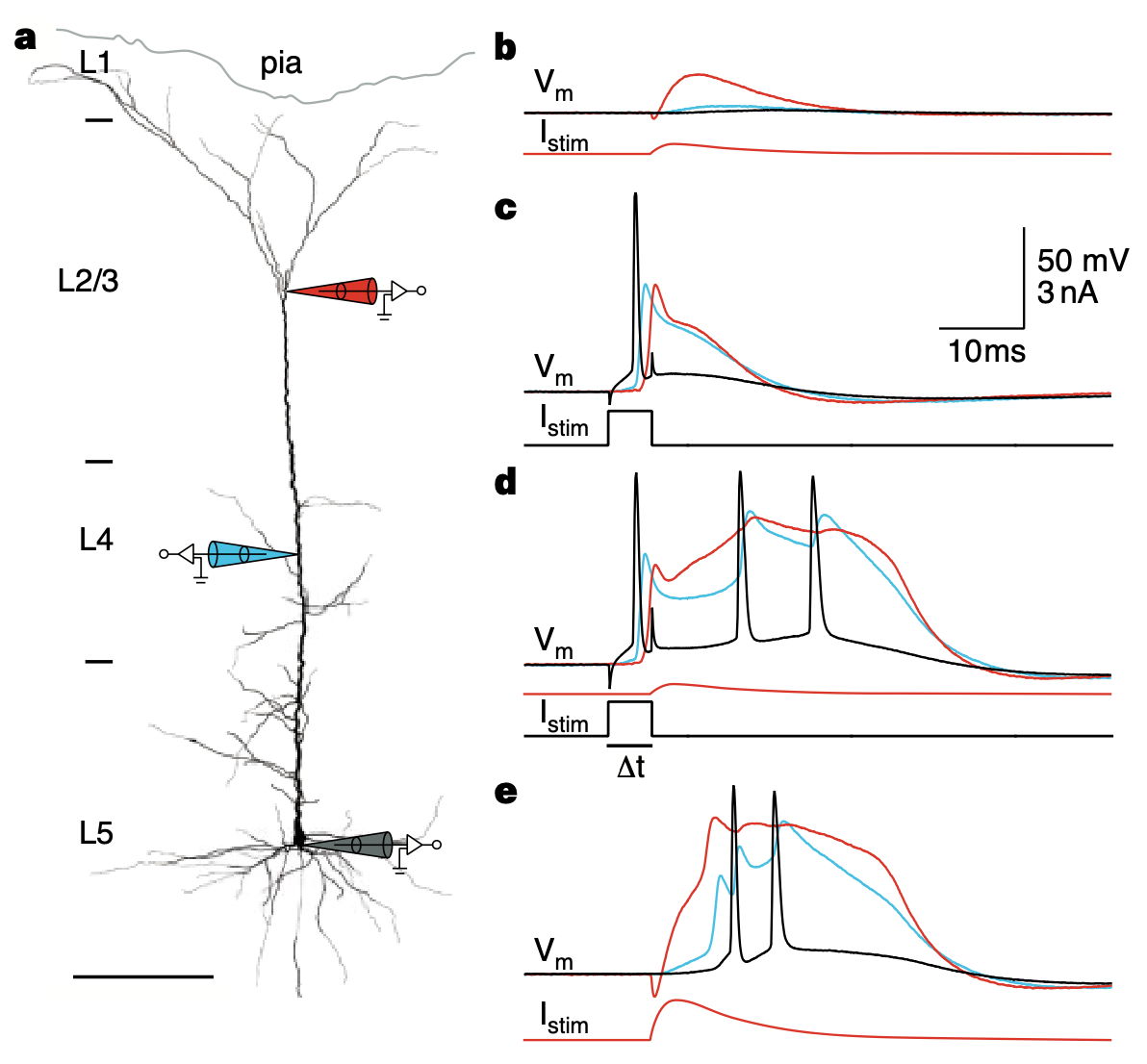 Membrane potential traces recorded at the soma (green lines) vs proximal dendrite (blue) and distal dendrite (red), from Larkum et al., 1999. Dendritic potentials in dendrites have a slower response to backpropagating action potentials, which is captured in the VmDend variable vs Vm for the soma in our models.