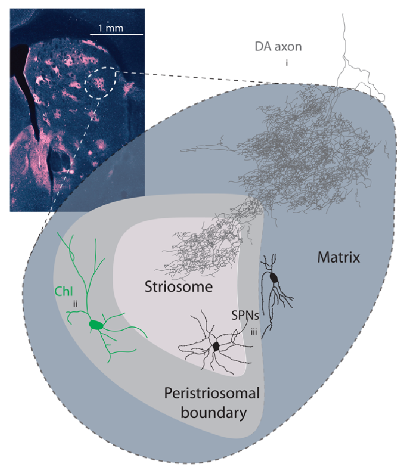 Compartmental organization of dorsal BG, showing striosome patches vs. surrounding matrix, and the cholinergic interneurons (ChI, aka CINs) that are typically found on the borders of patches. Dopamine axons broadly innervate these regions. Figure from Brimblecombe & Cragg, 2017.