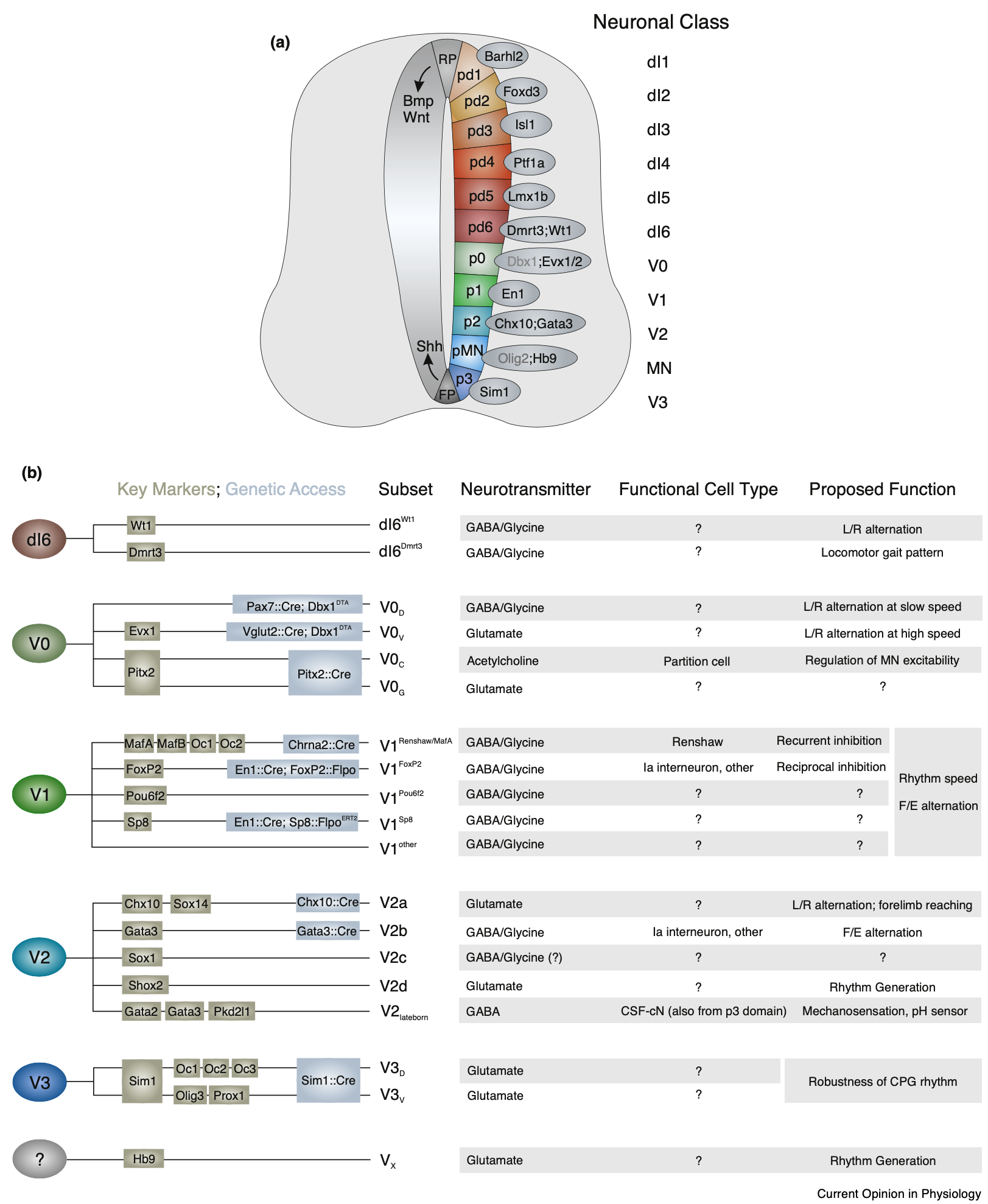 Identified categories of spinal interneurons, organized according to dorsal vs. ventral location, and ordered by date of birth. Double-click for a larger version. From Bikoff, 2019.
