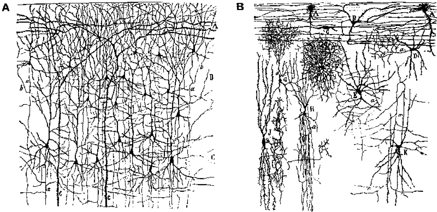 Neural constituents of the neocortex. (A) shows excitatory pyramidal neurons, which constitute roughly 85% of neurons, and convey the bulk of the information content via longer-range axonal projections (some of which can go all the way across the brain). (B) shows inhibitory interneurons, which have much more local patterns of connectivity, and represent the remaining 15% of neurons. Reproduced from Crick & Asanuma (1986).