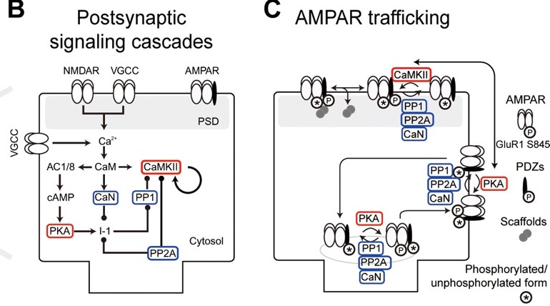 Diagram of the chemical processes included in the Urakubo et al. (2008) model, which are driven by Ca++ influx from NMDA and VGCC receptors. Ca++ binds to Calmodulin (CaM) which then directly and indirectly binds to two key kinases: CaMKII and PKA (shown in red). Opposing these kinases are three phospatases (shown in blue), CaN (calcineurin), PP1 (protein phospatase 1) and PP2A. Per the Lisman (1989) model, CaMKII drives LTP by promoting the insertion of AMPA receptors into the postsynaptic density (PSD) where they are active, and PP1 drives LTD by promoting the endocyctosis of AMPA receptors into an inactive reserve pool. Reproduced from Urakubo et al, 2008.