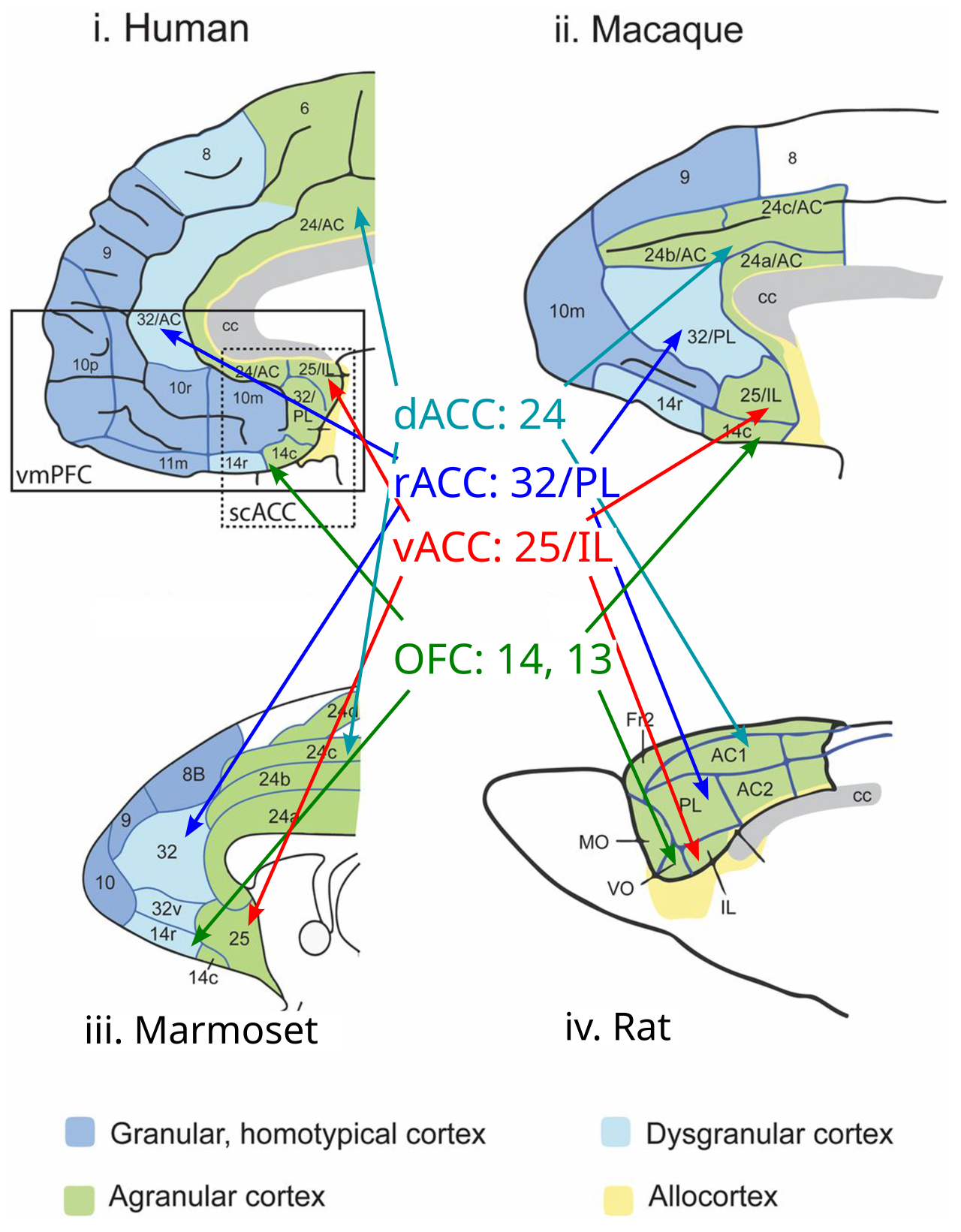 Comparative anatomy of the medial PFC across primates (humans, macaque and marmoset monkeys, where marmosets are evolutionarily more ancient) and a rodent (rat), showing how the core goal-oriented areas in the rodent (which constitute most of its PFC) are supplemented with additional PFC areas in primates, with the human PFC having greatly expanded dorsal / lateral PFC areas including areas 8,9,10. From Roberts & Clarke (2019).