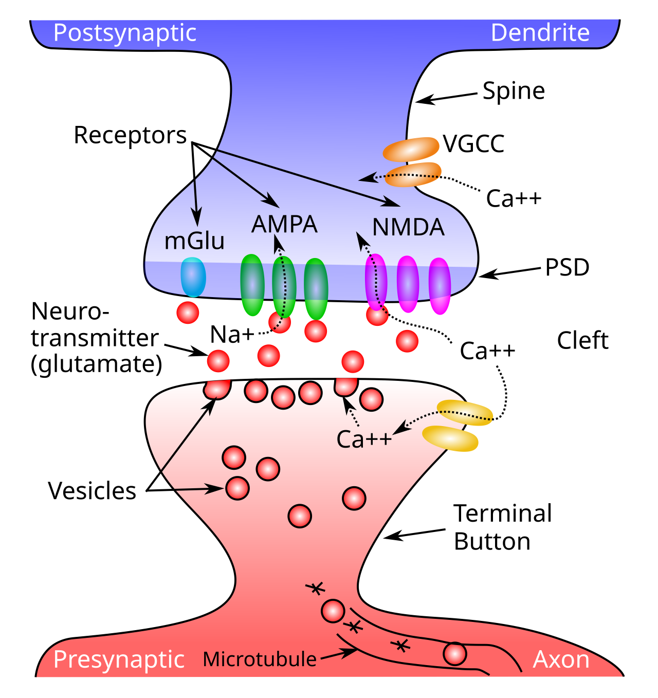 Schematic of a synapse, showing a presynaptic terminal button and the postsynaptic dendritic spine. Neurotransmitter (NT) is released into the synaptic cleft from the presynaptic side, and then binds to postsynaptic receptors in the postsynaptic density (PSD) of the spine, causing ion channels to open (e.g., sodium ions for excitatory AMPA channels), and thus activating the receiving neuron. NMDA receptors and voltage gated calcium channels (VGCC) allow calcium (Ca++) to enter the cell, triggering synaptic plasticity (learning). Metabotropic receptors such as mGluR do not open to allow ions to flow (as ionotropic ones do), and instead they trigger second-messenger cascades of reactions that can affect learning and other processes in the postsynaptic cell.
