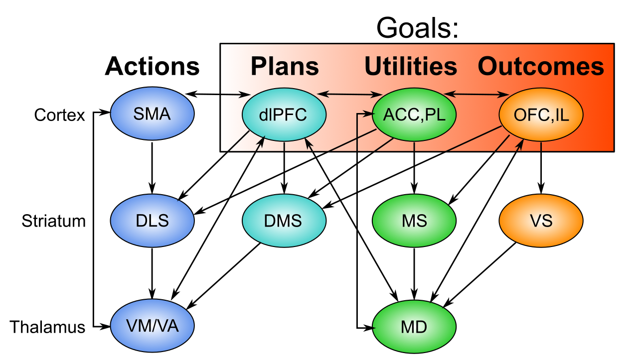 Distributed goal representations across different prefrontal cortex (PFC) areas, each with associated areas of the striatum of the basal ganglia. The mediodorsal (MD) thalamus provides a common point of disinhibitory gating control, by which phasic updating of the PFC goal state can be controlled at the point of goal selection and after the goal outcome. OFC = orbitofrontal cortex; IL = infralimbic; ACC = anterior cingulate cortex; PL = prelimbic; dlPFC = dorsolateral PFC (isomorphic to ALM = anteriolateral motor cortex in rodents).