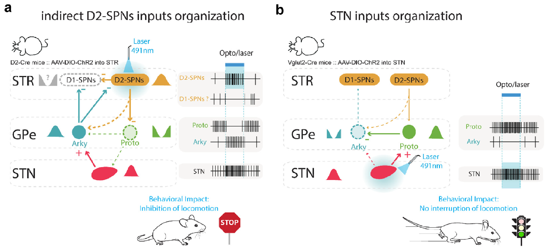 Results of optogenetic selective activation of iSPN (a) or STN (b) neurons. Activating ISPNs inhibited GPePr (“Proto”) neurons, while disinhibiting GPeAk (“Arky”) neurons. Activating the STN much more strongly activated GPePr vs GPeAk neurons, consistent with a stronger projection to GPePr.