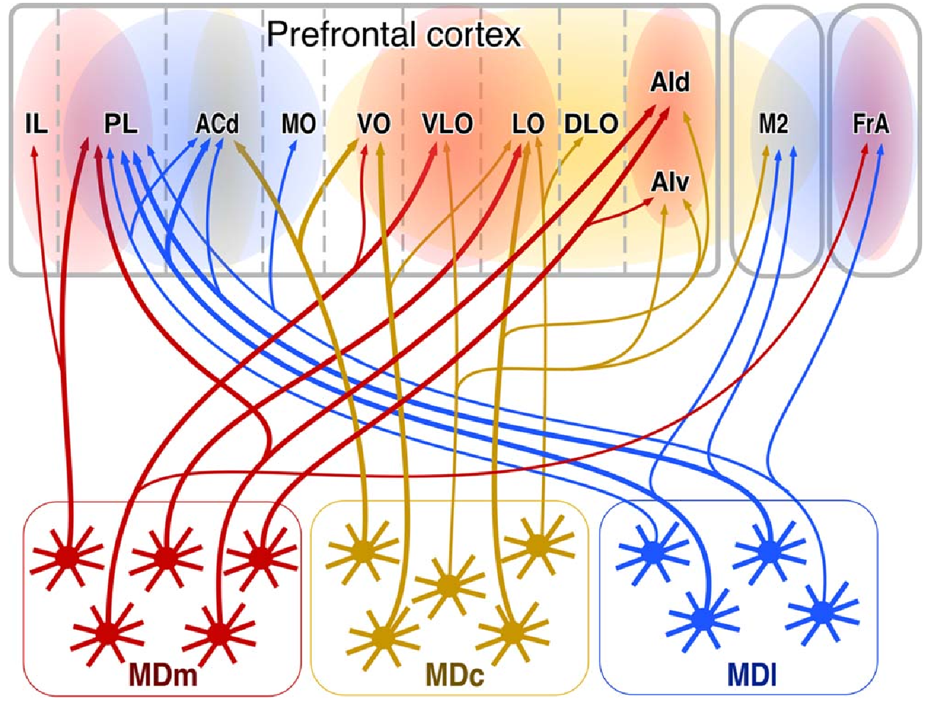 Thalamocortical connectivity for different regions of the MD thalamus in rats. MDm (medial) is the main goal-driven gating area, which receives disinhibitory input from ventral pallidum (VP), and projects to the core goal areas (IL, PL, and OFC areas). MDc (central) projects to more OFC areas and may be important for updating during goal approach. MDl (lateral) targets the complementary ACC and PL goal areas, along with motor plan areas in (FrA = frontal association higher level motor, M2 = secondary motor). From Kuramoto et al., 2017.