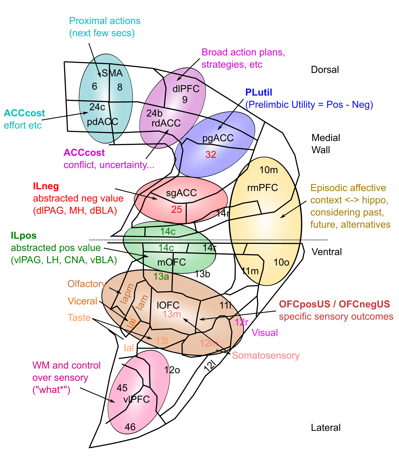 Functional anatomy of the prefrontal cortex in the primate brain, focusing on medial and ventral areas, based on data from Ongur & Price. The top is dorsal, which moves down to ventral at the center of the figure, and it then “splays out” to the ventrolateral regions at the bottom. As emphasized by Ongur & Price, strong subcortical projections drive the organization of these areas, as labeled in the figure. As is true of anything in the neocortex, none of this is crisp and modular, but considerable evidence supports the overall characterizations.