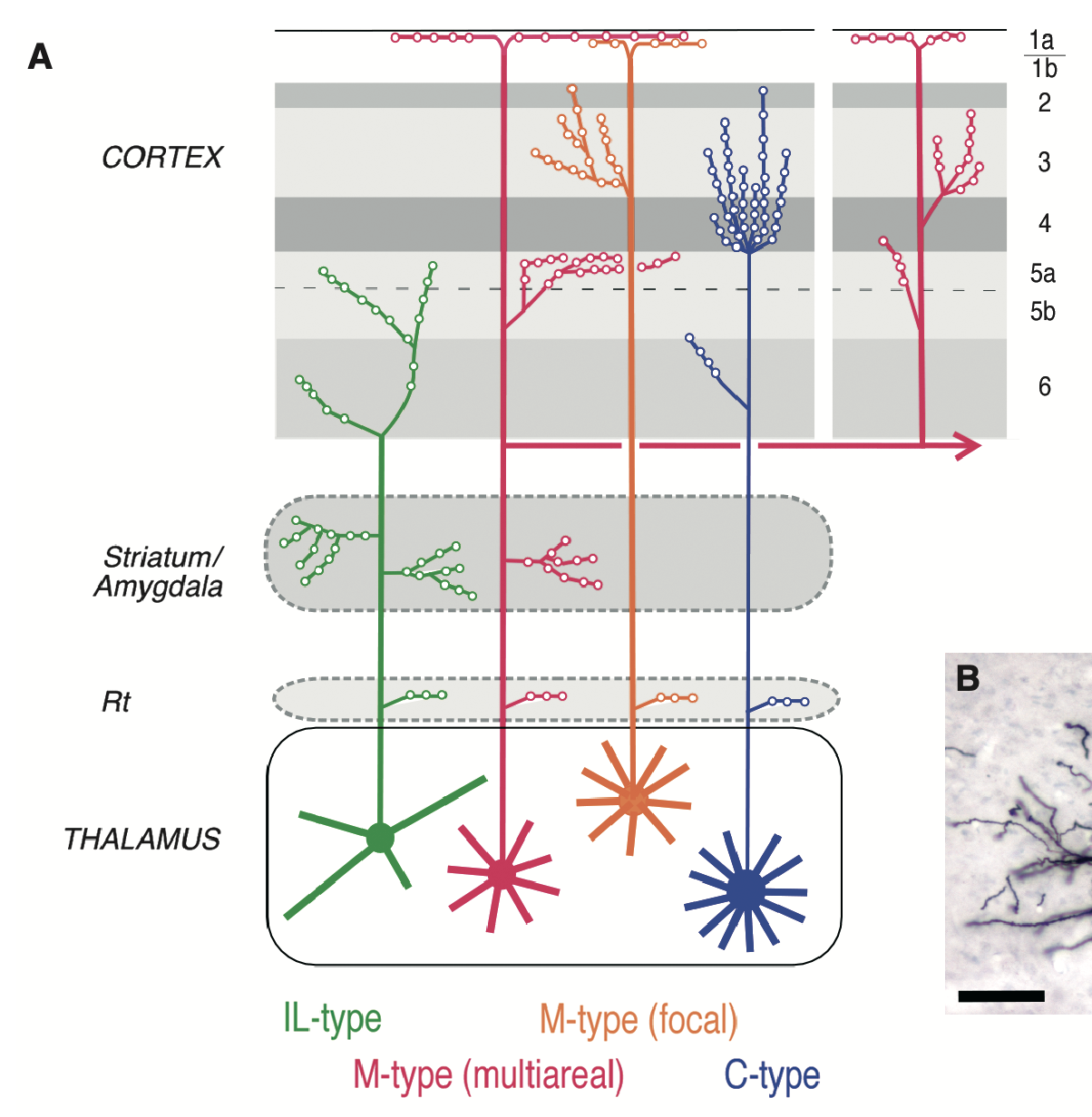 Different types of thalamic projections into the cortex, varying in the laminar targets and the area focus, according to Clasca et al., 2012. The C-type is the classical first-order sensory core-type, projecting to the middle lamina in a focal manner, while the M-type (multiareal) is the classical matrix type projecting to layer 1 and 5, across multiple areas. The M-type (focal) combines features from classical core and matrix types, with projections that target middle layers in addition to layer 1, with more focal area-wise connectivity. Meanwhile the IL (intralaminar) pattern (i.e., PF = parafascicular thalamus) is specific to neurons in these nuclei, targeting only deep layers and also extensively the striatum.