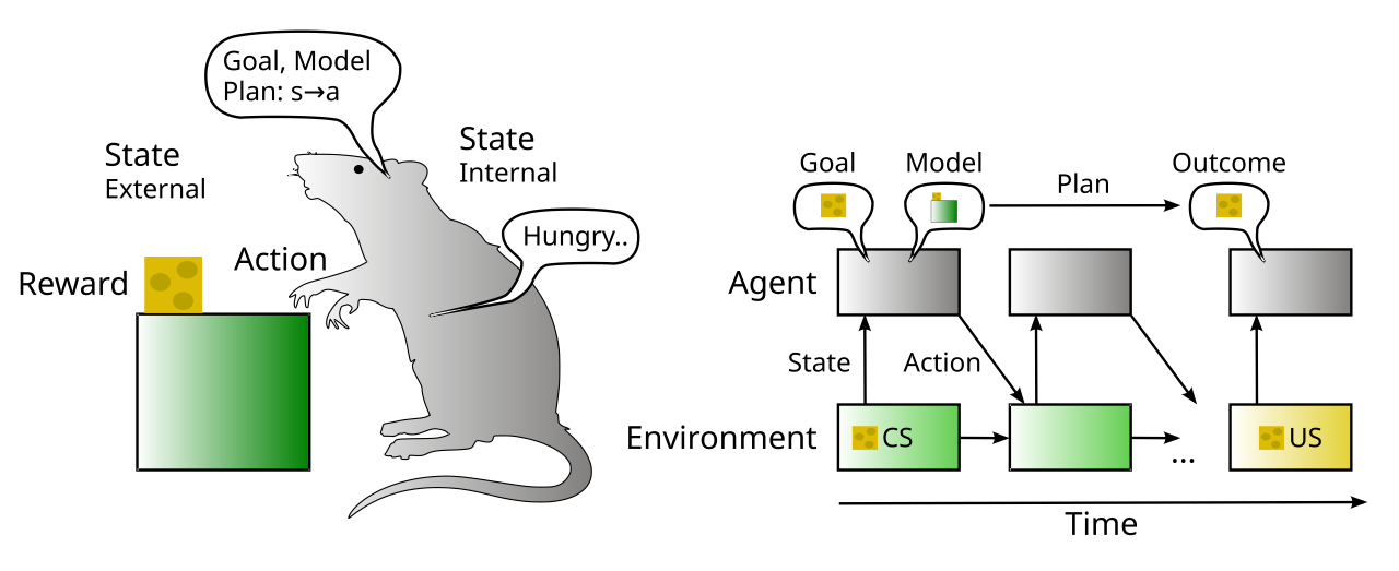 Model-based RL adds internal Goals, Models, and Plans to the basic RL paradigm, so that action selection can be based on internal representations of the possible outcomes of actions, not just learned stimulus-response associations. The CS (conditioned stimulus) can trigger activation of internal Goals to obtain the associated US (unconditioned stimulus) outcome, using an internal Model of the environment to develop a Plan of action to do so.