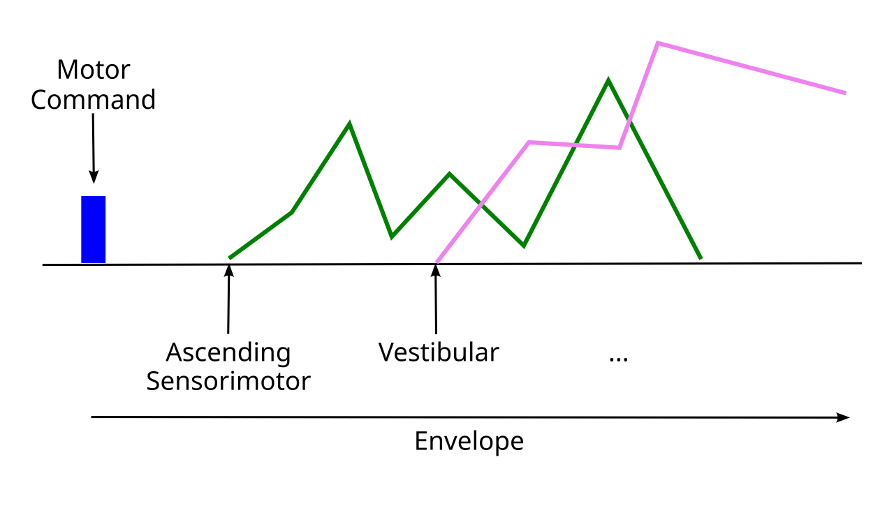The temporal envelope surrounding a descending motor command, with temporal delays offsetting from the start of the command. A cascade of ascending sensorimotor signals from the spinal cord tracks the unfolding of the motor action (reflections of actual muscle signals, proprioceptive muscle spindle fiber signals, etc). The vestibular signal reflects the head and body motion in terms of velocity and acceleration in three dimensions.