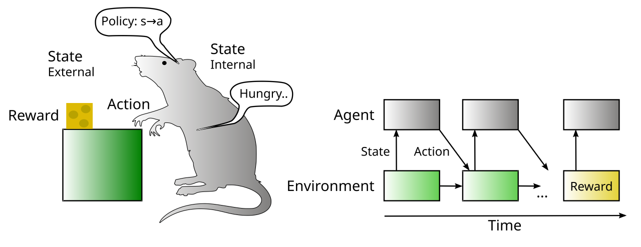 Elements of the reinforcement learning framework: The Environment provides States to the Agent over time, which in turn takes Actions that influence the state evolution. Rewards (and punishments) are delivered by the Environment under specific conditions, and the Agent’s presumed job is to learn to take Actions that optimize the receipt of reward (and minimize punishments) over time. Learning the direct mapping of State → Action according to a learned Policy is known as model-free RL. Most RL models largely ignore the internal state of the agent itself, despite its obvious importance in shaping animal behavior.