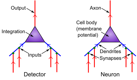 Neuron as a detector, with corresponding biological components.