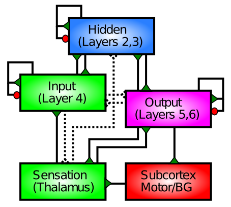 Function of the cortical layers: layer 4 processes input information (e.g., from sensory inputs) and drives superficial layers 2,3, which provide a “hidden” internal re-processing of the inputs (extracting behaviorally relevant categories), which then drive deep layers 5,6 to output a motor response. Green triangles indicate excitation, and red circles indicate inhibition via inhibitory interneurons. Solid lines indicate connections that are included in our models. Dotted lines indicate less strong connections that are not included in our models. BG = basal ganglia which is important for driving motor outputs, and Subcortex includes a large number of other subcortical areas.