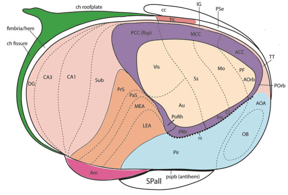 The more elaborated version of the mesocortical ring structure, with the hippocampal and associated subfields expanding on the left portion of the figure (DG = dentate gyrus; CA3, CA1 = cornu ammonis regions; Sub = subiculum; EA = entorhinal cortex, PrS, PaS = pre / para subicluar areas), while the original mesocortical ring surrounds the developing neocortex on the right hand side. The olfactory bulb (OB) and associated piriform cortex (Pir) form a distinct third component of the cortical system. From Puelles et al., 2019.