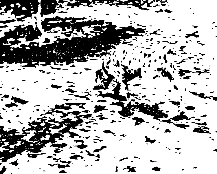 A well-known example of an image that is highly ambiguous, but we can figure out what is going on if an appropriate high-level cue is provided, e.g., “Dalmatian”. This process of top-down knowledge helping resolve bottom-up ambiguity is a great example of bidirectional processing.