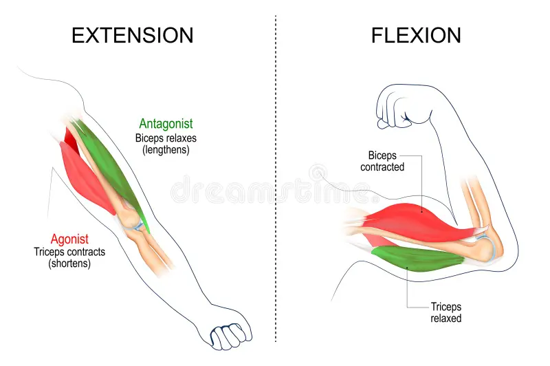 Muscles are organized in opponent pairs, where the contraction of the extensor causes the extension of the limb (e.g., the triceps), while the contraction of the flexor causes the flexion (compaction) of the limb.