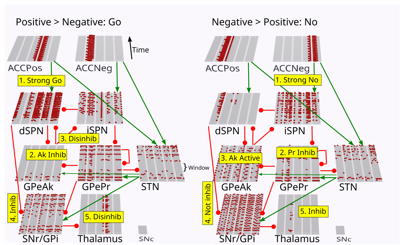 Dynamics of the PCore model for a Go > No case (left panel) vs a No > Go case (right panel), illustrating the central role of the GPeAk neurons. Each layer shows a raster plot of spikes across the 25 neurons per layer, with time going back in depth for each layer. Thus, you can see the initial burst of activity in the STN driven by the hyperdirect pathway inputs, which puts on the “brake” at the start, allowing the rest of the dynamics to unfold, as the brake is released by GPePr inhbiting the STN. See text for further explanation of each of the steps highlighted. The striatum neurons are labeled as Mtx, representing the matrix (vs. striosome) subset, with dSPN = Go and iSPN = No.