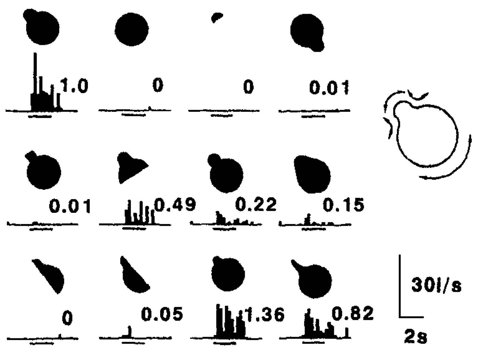 Graded response as a function of similarity. This is one aspect of distributed representations, shown here in a neuron in the visual cortex of a monkey — this neuron responds in a graded fashion to different input stimuli, in proportion to how similar they are to the thing that it responds most actively to (as far as is known from presenting a wide sample of different input images). With such graded responses ubiquitous in cortex, it follows that any given input will activate many different neuron detectors. Reproduced from Tanaka (1996).