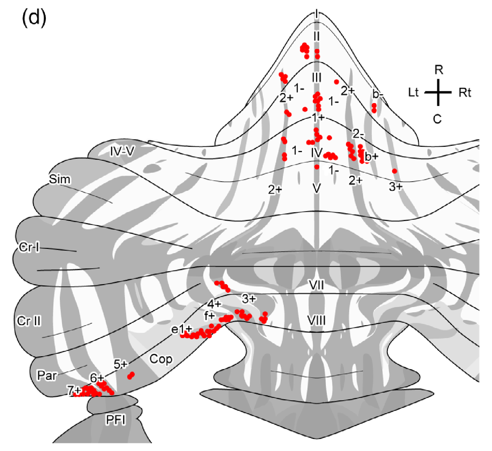 The projection terminals of a single neuron in the pons, conveying a specific sensory input signal into the cerebellar cortex. This one signal is spread widely across many areas, consistent with the outer-product organization of the cerebellum (e.g., this is one row or column in the outer-product matrix). The dark vs. light grey tones indicate the zebrin-based regions (dark) that have distinct gene expression profiles and other factors. From Biswas et al (2019).