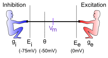 The neuron is a tug-of-war battleground between inhibition and excitation. The relative strength of each is what determines the membrane potential, Vm, which is what must get over threshold to fire an action potential output from the neuron.