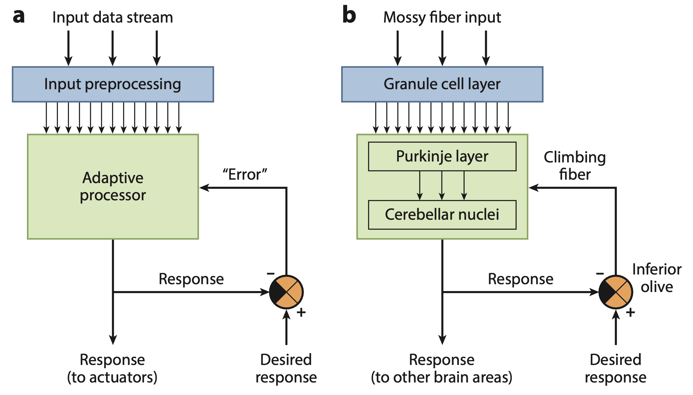 Diagram of cerebellar function from Raymond & Medina (2018), showing the critical IO error signal computed as a difference between the actual response and a “desired response”. The origin and nature of this “desired response” is unclear, representing a critical weakness in most standard accounts of cerebellar function.