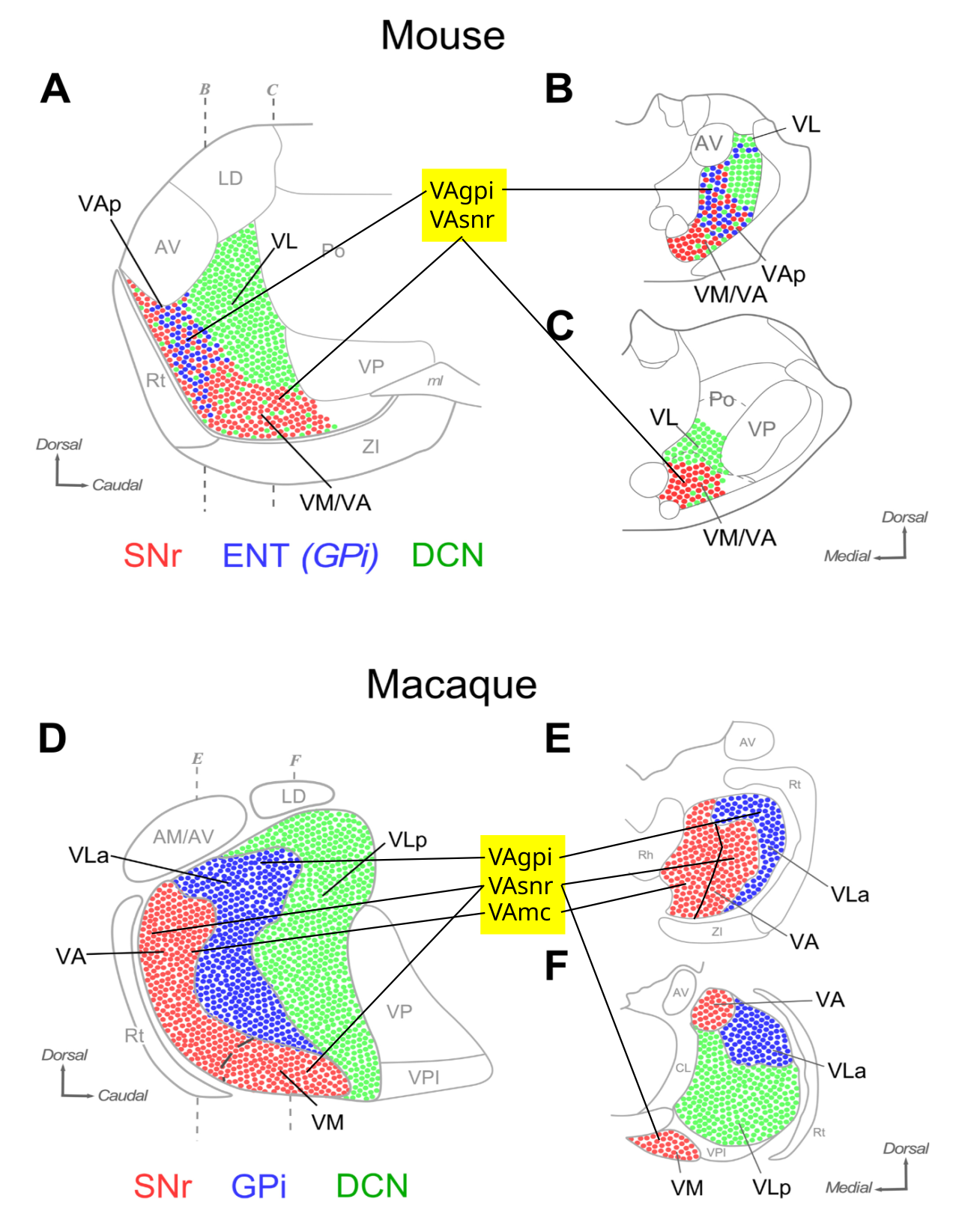 Summary of inputs to the ventral anterior thalamic nuclei that interconnect with the frontal cortex, in mouse (rodent) and macaque (primate). A and D are saggital plane, while the others are coronal slices. The highlighted labels in the middle provide an alternative to the inconsistently used anatomical labels, based definitionally on the source of the driver inputs: VAgpi is the part of VM/VA that receives from GPi, while VAsnr receives from SNr. The VL in rodent can be clearly defined as the area receiving strong driver inputs from DCN (deep cerebellar nuclei). The macaque data is schematic from older sources. VAmc is the medial portion of VA as shown, which only exists in primate, and is defined by its projections into the PFC, whereas VAgpi and VAsnr correspond with the rodent versions, which only project to motor areas. VLp is the DCN recipient area, which can be labeled VLcn for clarity. From Alonso-Martinez et al., 2023.