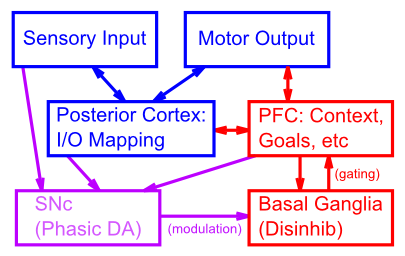 Architecture of the PBWM system, where PFC provides top-down biasing to control sensory-motor processing in the rest of the brain, while the basal ganglia (BG) drives dynamic gating of PFC task / goal representations. The BG in turn is trained via phasic dopamine signals based on successful task performance.