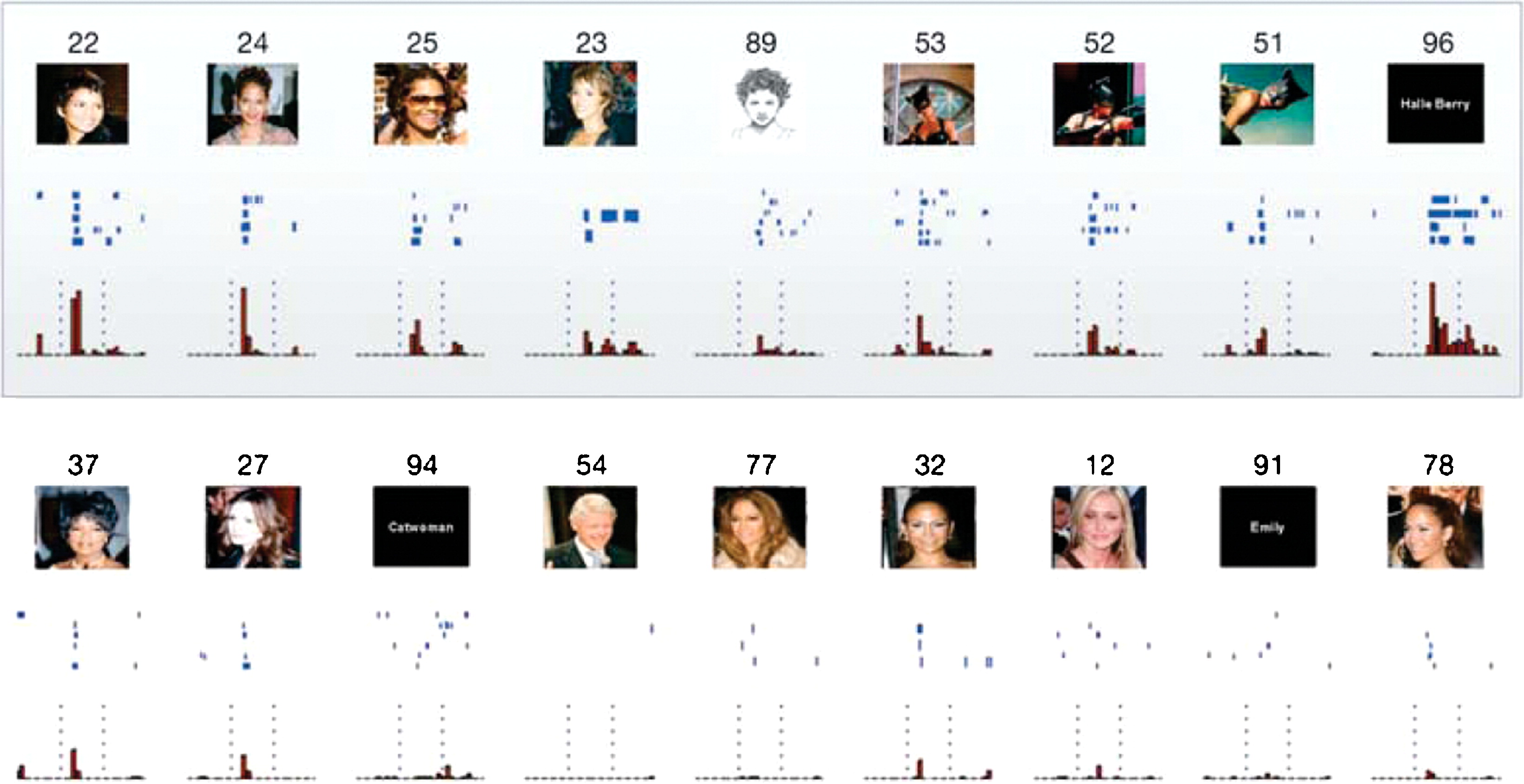 The famous case of a Halle Berry neuron recorded from a person with epilepsy who had electrodes implanted in their brain. The neuron appears sensitive to many different presentations of Halle Berry (including just seeing her name in text), but not to otherwise potentially similar people. Although this would seem to suggest the presence of localist “grandmother cells”, in fact there are many other distributed neurons activated by any given input such as this within the same area, and even this neuron does exhibit some level of firing to similar distractor cases. Reproduced from Quiroga et al. (2005).