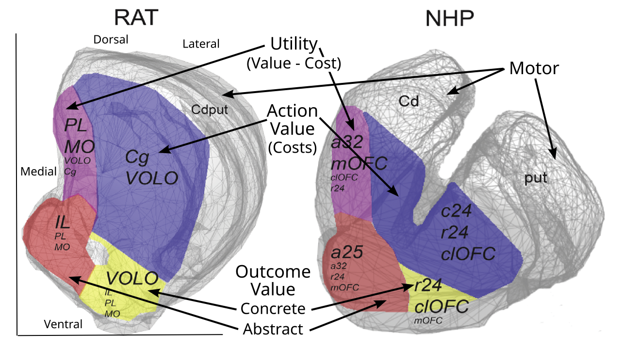 Coronal slices through the right hemisphere of rat and NHP (non-human primate, i.e., macaque monkey) striatum, showing the projections from major frontal areas, with functional interpretations based on the Rubicon framework, consistent with the previous figure. The most ventral and medial area receives most strongly from the infralimbic (IL) frontal cortex in rat, which is homologous to Brodman area 25 in primates. This encodes the more abstract (pure) value of goal outcomes in Rubicon. Going lateral from there are more lateral OFC (orbitofrontal) areas (VOLO = ventrolateral OFC) that encode more concrete, sensory aspects of goal outcomes. Dorsal from there are areas receiving from dorsal ACC (anterior cingulate cortex, Brodmann 24; Cg = cingulum in rats), encoding affective values associated with different actions (mainly costs like effort, uncertainty, etc). Moving medial to that receives from the prelimbic (PL) cortex in rats (Brodmann 32, pregenual ACC in primates), which integrates IL and ACC inputs to compute overall utility (outcome value minus costs). PL/32 projects across most of the medial and ventral region. From Heilbronner et al., 2016.