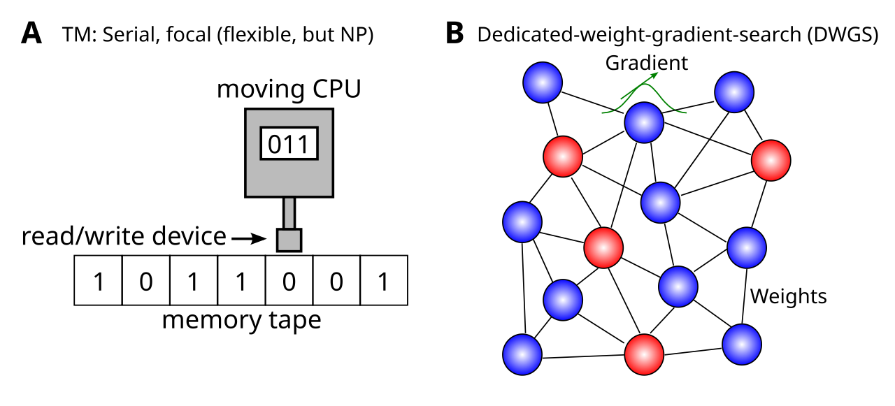 The two main computational frameworks for understanding the computational complexity of search as a general computational process. A In a Turing Machine, TM, there is a single focus of computational processing at each point in time, which can involve one of a small set of finite operations (read / write from a long-term “tape” storage, or operations on elements in active memory). If there is no way to systematically narrow the search space, it must serially enumerate all relevant combinations to find the best solution, resulting in combinatorially exponential (i.e., NP) worst-case behavior (e.g., the target ends up being the last combination considered, like finding a needle in a haystack). B In a dedicated-weight-gradient-search (DWGS) algorithm like a neural network, each unit is dedicated to a specific feature value, and synaptic weights capture all interactions. One update iteration involves gradient computations across all such units, which effectively incorporates all of the different weighted contstraints simultaneously, in choosing the next direction to search. The graded, smooth nature of the search space is essential for these incremental steps to provide an efficient narrowing of the search space. Under such conditions, a tractably small number of iterations will generally produce reasonable search results.