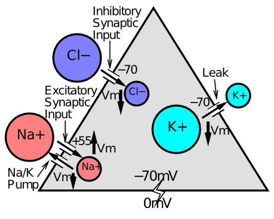 Major ions and their relative concentrations inside and outside the neuron (indicated by the size of the circles). These relative concentration differences give rise to the different driving potentials for different ions, and thus determine their net effect on the neuron (whether they pull it “up” for excitation or “down” for inhibition).