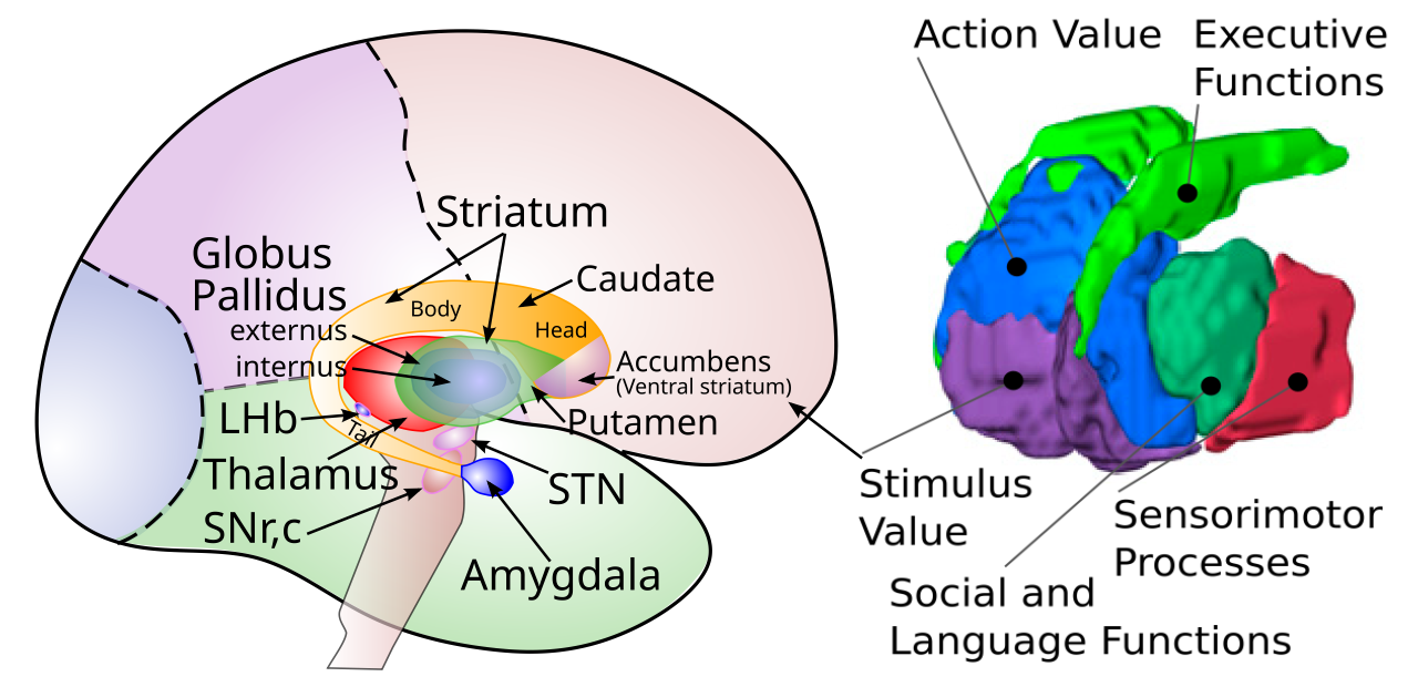 Major areas of the basal ganglia (BG) and associated brain areas. The striatum is the input layer to the BG, composed of the caudate and putamen as large-scale anatomical features, with the elongated caudate receiving topographically organized sensory-motor inputs. The striatum receives a wide range of inputs from all over the brain, especially the neocortex, with the right panel showing a functional interpretation of this connectivity for the 3D volume of the striatum, reflected so that anterior is to left (Pauli et al., 2016). The ventral striatum (including the nucleus accumbens, NAc), is the input area for goal-driven, affective circuits (“value”), with adjacent more dorsal areas encoding motor-related value signals. The putamen is largely interconnected with motor areas and associated somatosensory cortex, corresponding to dorsolateral striatum in rodents. The globus pallidus externa (GPe) is the next stage of processing, providing the central “core” integration for the BG, with the GP interna (GPi) sending BG outputs subcortically and, via extensive connections into the thalamus, back up to the frontal neocortex. The substantia nigra pars reticulata (SNr) is also a major output pathway, while the pars compacta (SNc) provides dopamine innervation into the entire BG. The subthalamic nucleus (STN) also receives extensive cortical input from frontal areas, and interacts bidirectionally with the GPe. The amygdala, which is a primary affective / emotion area, is not a part of the BG but interacts extensively with it and is located at the extreme end of the tail of the caudate, and the lateral habenula (LHb) plays an essential role in driving dips in dopamine, based on extensive inputs from the ventral striatum among many other areas.