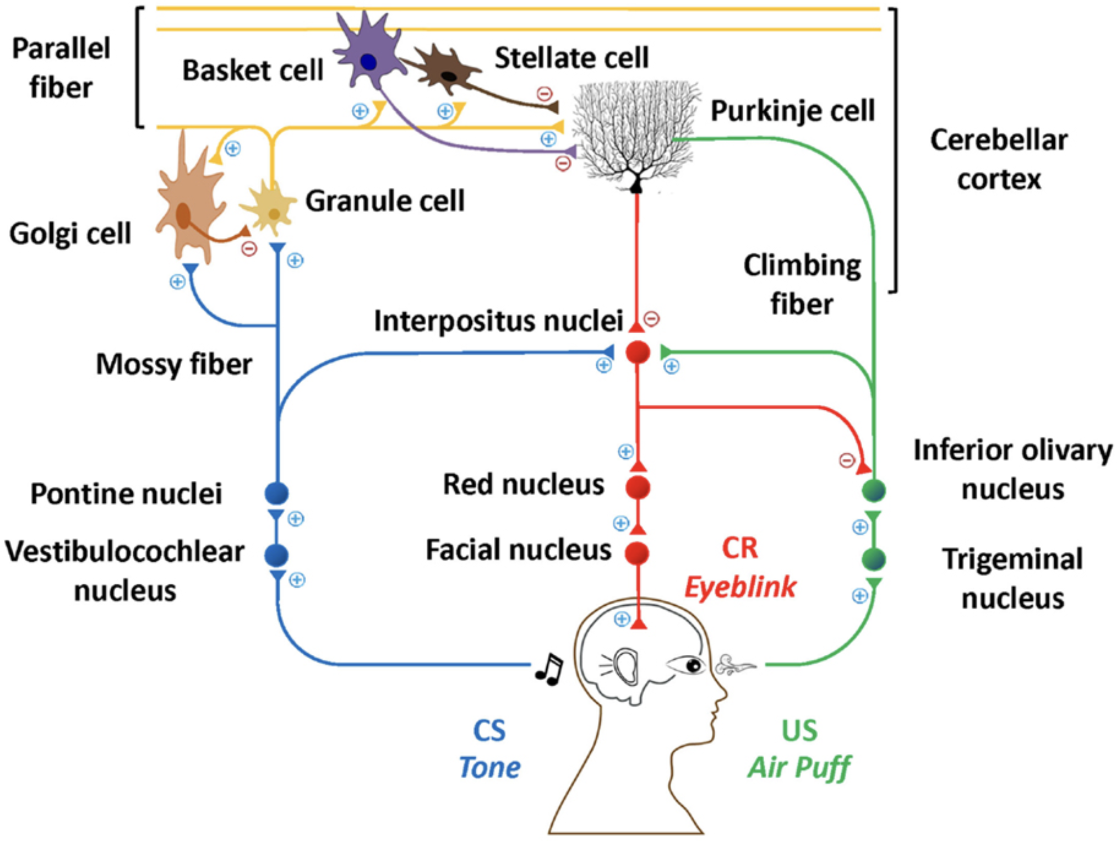 Delayed eyeblink conditioning and the functional role of different cerebellar circuits. The CS (conditioned stimulus) reliably precedes a noxious air puff (US, unconditioned stimulus), and learning enables the execution of the conditioned response (CR) of an eyeblink in response to the CS. The CS (tone) enters the cerebellum via the pontine nuclei, which give rise to the mossy fiber inputs to the cerebellar cortex. There is also a collateral to the interpositus (IP) nucleus, which is the cerebellar nucleus (CN) for this area. The air puff activates the IO (inferior olivary nucleus), which also receives inhibition from the IP. The CR is activated by inhibitory inputs from the Purkinje cells onto the IP. From Cheng et al (2015).