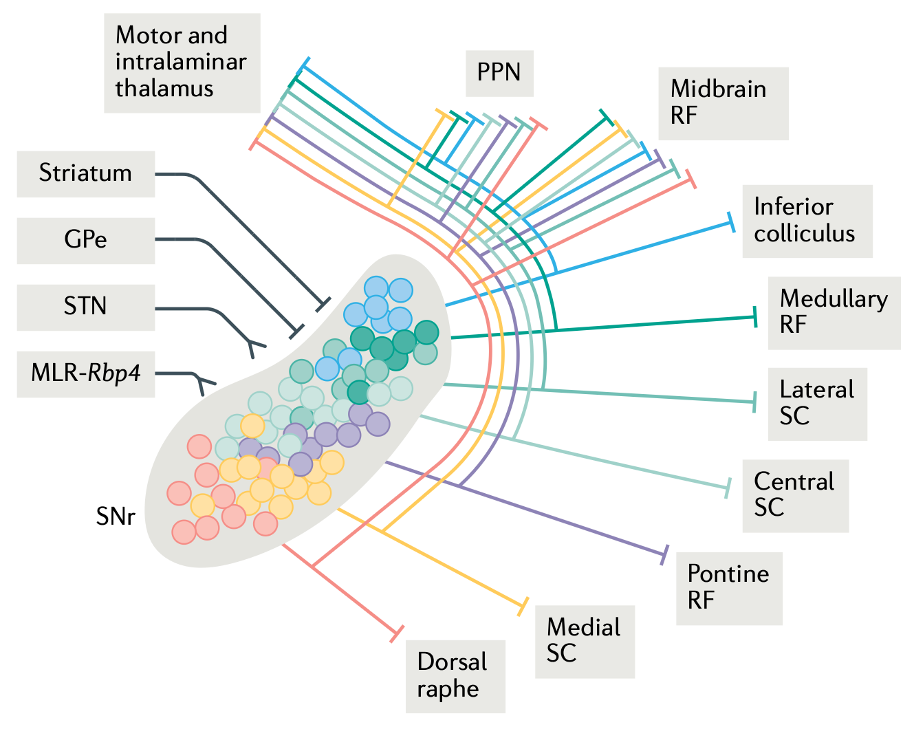Motor output pathways of the basal ganglia, via the SNr (substantia nigra pars reticulata). These extensive outputs allow the basal ganglia to sculpt appropriate sequences of muscle synergy programs in these areas, using powerful dopamine-based reinforcement learning mechanisms. From Arber & Costa, 2022.