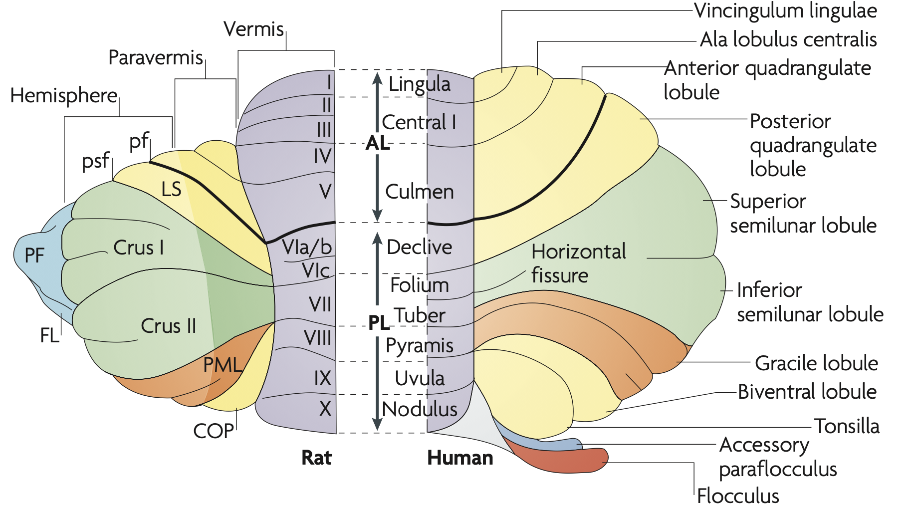 Terminology for the anatomy of the cerebellar cortex in the rat and human. The general evolutionary progression is from the medial vermis outward to the more lateral areas. Although the lobes have all been labeled, they are not very functionally relevant; the most relevant organization is the medial to lateral organization. The appendage-like flocculus (FL) and parafloculus (PF) are specialized areas that process the combination of vestibular, visual, and visuomotor signals. From Apps & Hawkes (2009).