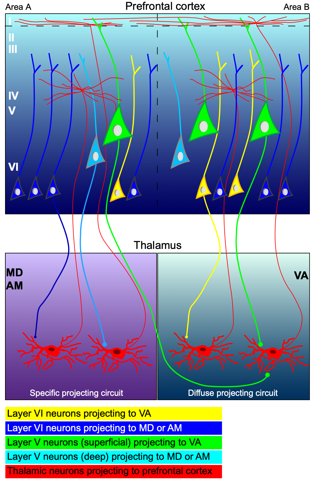 Different patterns of projections to and from thalamic areas MD & AM vs. VA. MD and AM project more focally, into both the middle cortical lamina and the superficial, with different thalamic neurons having different preferred targets (see also Mukherjee et al., 2021), whereas VA projects diffusely, also into both target lamina. Critically, the layer 5 (V) neurons that project into MD & AM originate in the deep half of 5b (light blue), while those that project into VA originate in the superficial half (green). Economo et al. (2018) showed that these superficial neurons are more likely to be active during preparatory periods, while the deep half also project subcortically (i.e., to motor targets) and are preferentially active during execution. The layer 6 (VI) neurons preferentially project into the middle-lamina projecting thalamic cells, although in MD & VA these also receive cortical drivers from other areas (not shown). From Xiao et al. (2009).