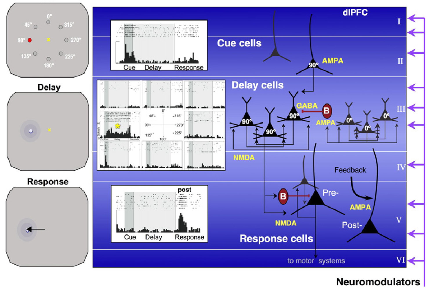 Detailed mapping of a standard occulomotor delayed response task onto patterns of neural activity across different lamina within the dlPFC. Superficial layer (II) neurons receive bottom-up sensory inputs encoding the cued location for a delayed visual saccade, in this case, the red light at 90 degrees to the left of the central yellow fixation point. Specialized deep layer III neurons with extensive lateral recurrent connectivity, expressing both NMDA and GABA-B channels, provide the reverberant attractor dynamics to sustain the cue location over the delay period, during which time the animal must maintain central fixation. When the fixation cross dissappears, the animal is allowed to respond, and deep layer V output neurons drive the motor response, to saccade to the previously cued target location. Figure adapted from Arnsten et al., (2012)