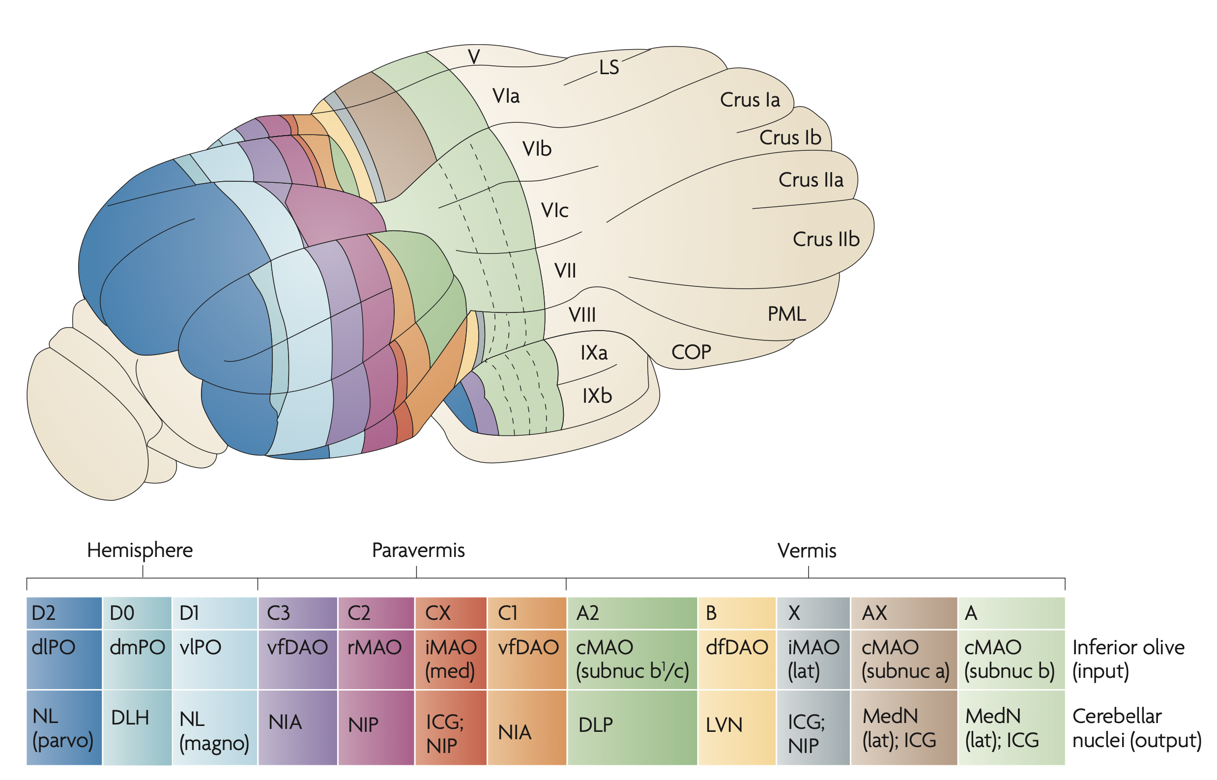 Mapping between the crebellar cortex, the IO (inferior olive), and the different nuclei, The nuclei are: MedN = medial (aka fastigial = FN); LVN = lateral vestibular nucleus; ICG = interstitial cell group; NIP = IPp; nucleus interpositus posterior; DLP = dorsolateral protuberance of the medial nucleus; NIA = IPa = interpositus anterior; NL = lateral nucleus; DLH = dorsolateral hump; From Apps & Hawkes (2009).