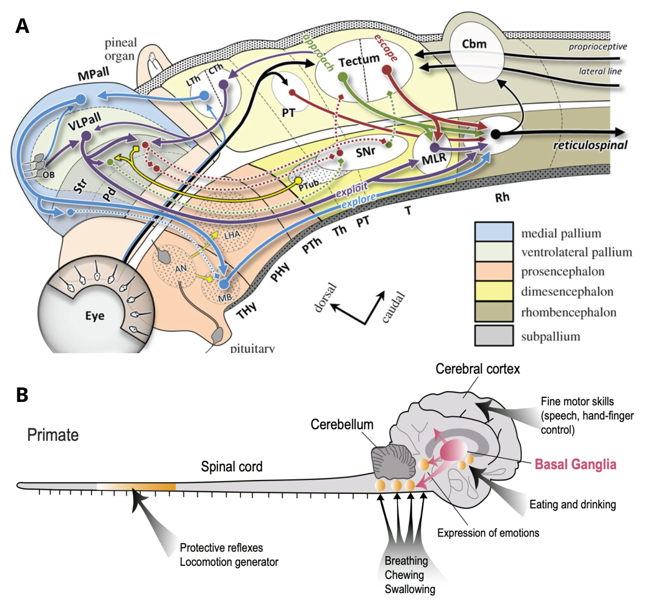 The overall organization and major components of the mammalian brain were present in the jawed fishes (gnathostome) which diverged from the mammalian evolutionary line roughly 500 million years ago. A shows the major components of the gnathostome, from Cisek (2021). Cbm = cerebellum; Str / Pd / SNr = basal ganglia; Tectum = superior colliculus in mammals; VLPall, MPall are pallidum that evolves into the neocortex in mammals. B shows the major components of the primate brain, which retains all the major subcortical systems (basal ganglia and cerebellum most importantly), and adds the neocortex, which is critical for the adaptive and flexible nature of human thought. From Grillner & El Manira (2020).
