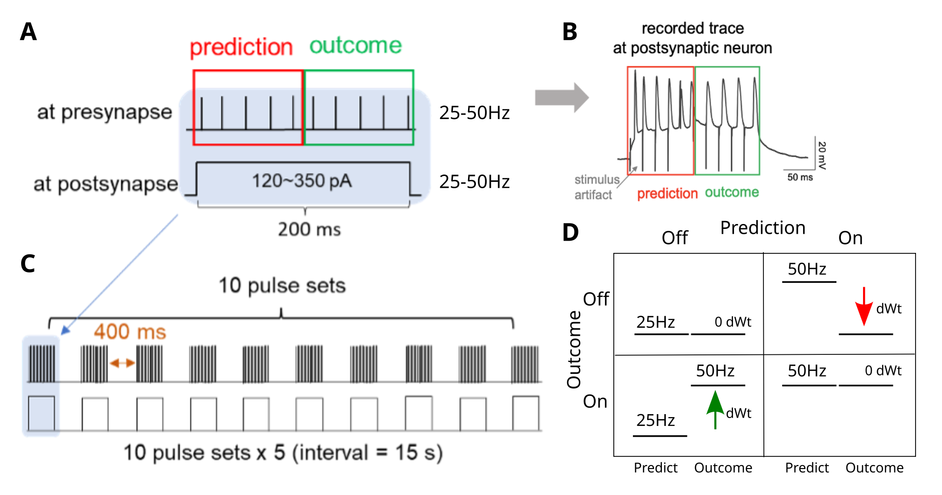 Stimulation protocol to simulate temporal dynamics over a 200 ms theta cycle, where the first 100 ms represents the prediction, and the second 100 ms represents the outcome. A Presynaptic activity was driven by direct electrical stimulation of axonal fibers at 25 or 50 Hz, while postsynaptic activity was driven by current clamping at a level that produced the approximate corresponding level of postsynaptic spike rate during initial calibration for each slice (e.g., 120 and 350 pA). B Sample trace of postsynaptic membrane potential recorded under patch clamp, under the 50 Hz stable stimulation conditions. C The theta-cycle dynamics were repeated 10x with 400 ms spacing, to drive a larger overall synaptic plasticity effect. D The predictions from the temporal-derivative learning rule are that LTP (positive delta-weight or dWt) should occur for positive derivatives (outcome – prediction > 0), and LTD (negative dWt) should occur for negative derivatives, while stable activity profiles should result in no net dWt. Note that the stable 50 Hz case has the highest sustained activity level, and yet we predict no weight change, while the two opposite-sign cases have the same overall activity level, and yet we predict different dWt directions. These predictions are inconsistent with standard Hebbian-like mechanisms based on total accumulated activity.