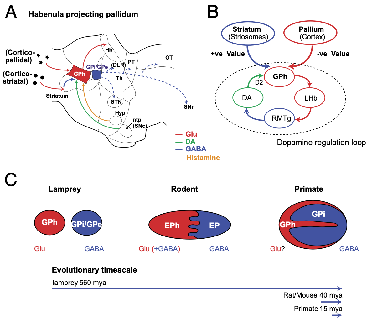 The globus pallidus habenula (GPh) pathway involves projections from striosomes to a subset of GPi / entopeduncular (EP) neurons that express glutamate in addition to GABA, and project to the lateral habenula. This is a critical pathway by which the striosomes can modulate dopamine firing. Figure from Stephenson-Jones et al., 2013.
