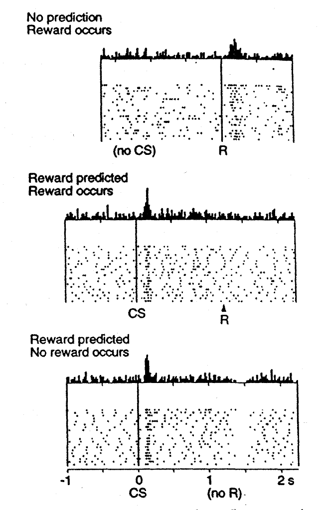 Characteristic patterns of neural firing of the dopaminergic neurons in the ventral tegmental area (VTA) and substantia nigra pars compacta (SNc), in a simple conditioning task (Schultz et al, 1997). Prior to conditioning, when a reward is delivered, the dopamine neurons fire a burst of activity (top panel — histogram on top shows sum of neural spikes across the repeated recording traces shown below, with each row being a different recording trial). After the animal has learned to associate a conditioned stimulus (CS) (e.g., a tone) with the reward, the dopamine neurons now fire to the onset of the CS, and not to the reward itself. If a reward is withheld after the CS, there is a dip or pause in dopamine firing, indicating that there was some kind of prediction of the reward, and when it failed to arrive, there was a negative prediction error. This overall pattern of firing across conditions is highly consistent with reinforcement learning models based on reward prediction error. Reproduced from Schultz et al, 1997