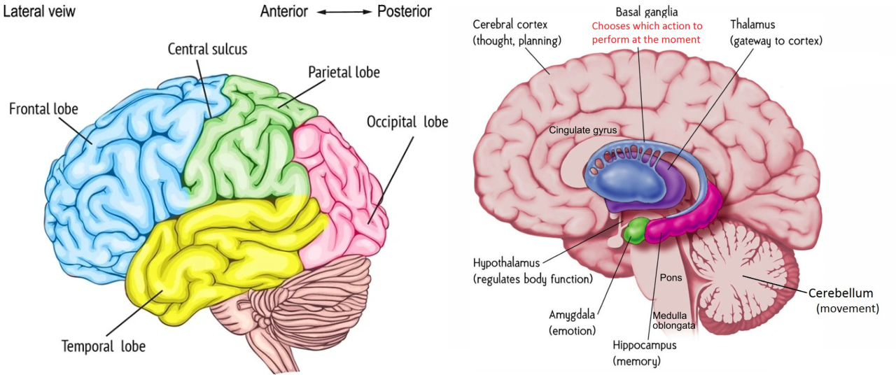 Major lobes of the cortex and major areas of the brain.