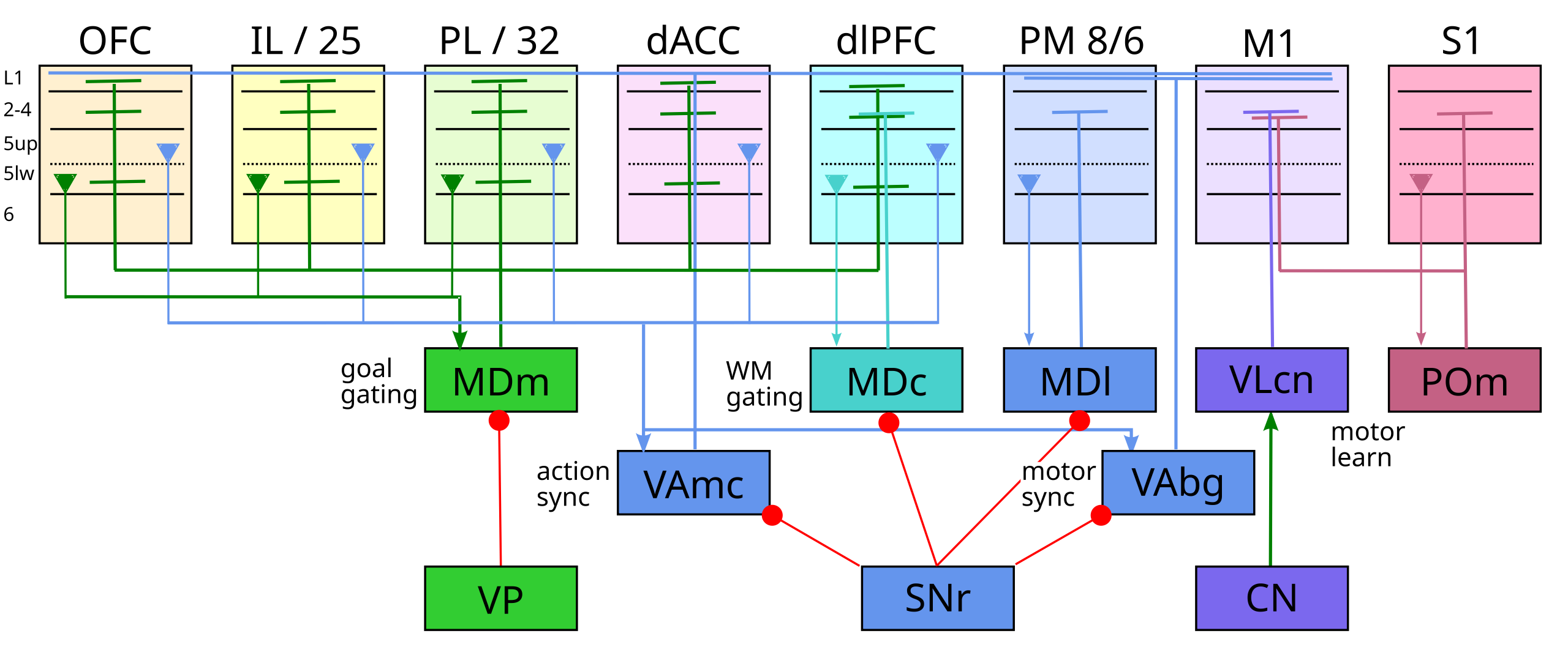 Summary of frontal thalamic connectivity and function for the primate case (macaque). MDm (medial) is the goal gating nucleus, receiving from and projecting to all the goal-driven PFC areas (OFC, IL, PL, dACC, dlPFC), with disinhibitory gating from the ventral pallidum (VP). MDc (central) drives dlPFC working memory (WM) gating (and, separately, OFC updating as in the rodent, not shown), via SNr disinhibition. MDl does premotor (PM, SMA areas 8,6) gating (and separately PL, ACC as in the rodent, not shown). MD cortical drivers originate in layer 5b lower (5lw). VLcn has cerebellar drivers and projects to M1 to train motor representations to speak the language of the spinal muscle synergies. POm (posterior medial in rodents, medial pulvinar in primates) drives predictive learning in motor cortex from somatosensory (S1) drivers. VAmc and VAbg (VAsnr, VAgpi) have broad convergent inputs from respective frontal areas, originating from the upper layer 5b PT neurons (5up), and project matrix-style modulator outputs to layer 1 across a broad range of areas (PFC for VAmc, motor areas for VAbg). This is likely important for synchronizing these areas at major points of transition, e.g., between planning and execution of actions.